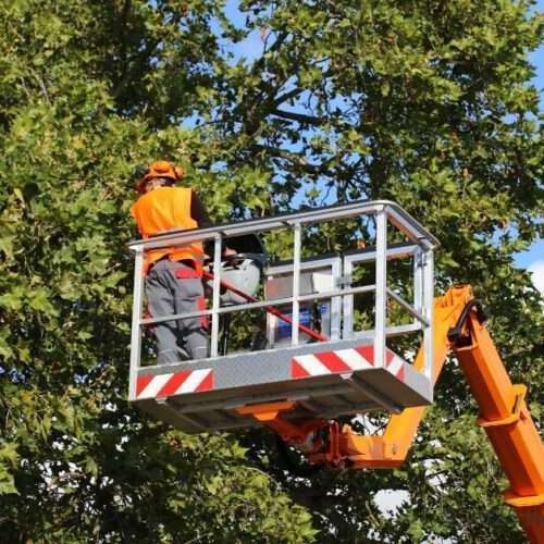 Louisiana Tree Service
