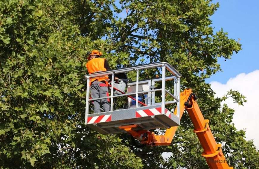 Louisiana Tree Service