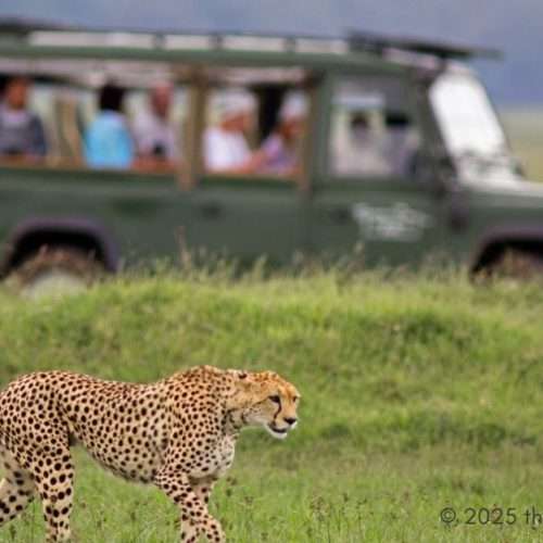 Luxury Safari