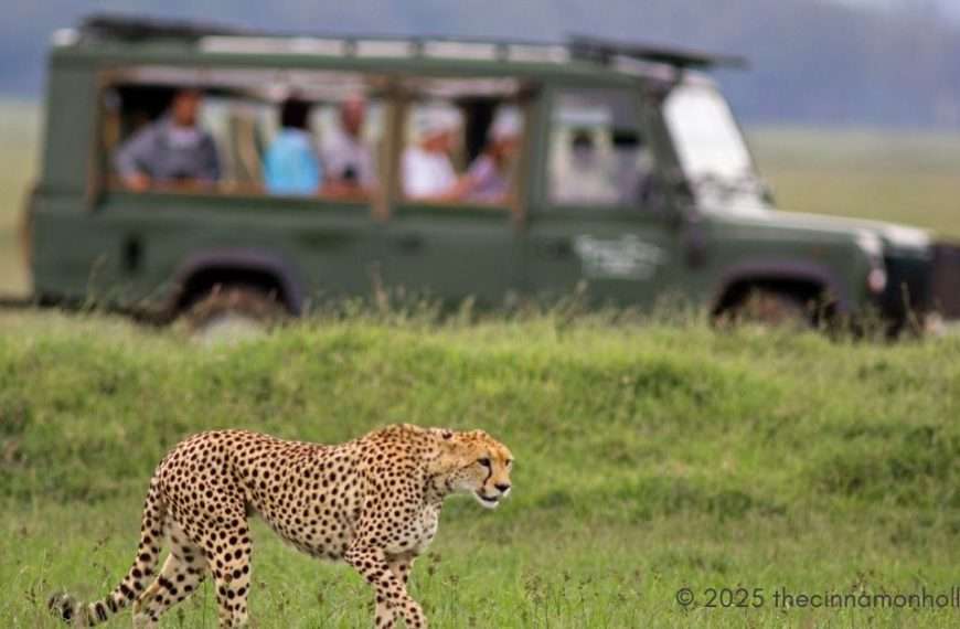 Luxury Safari