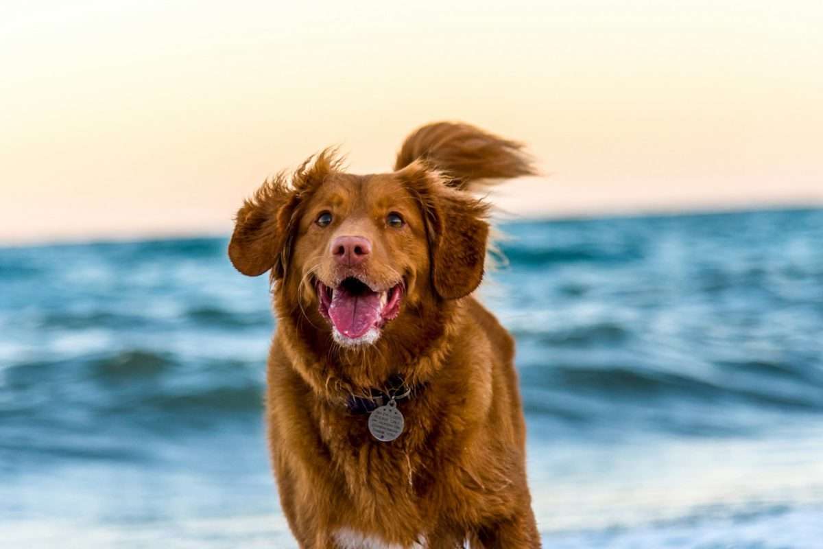 Strange Dog Symptoms (And What They Mean)