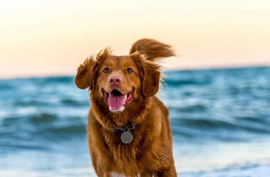 Strange Dog Symptoms (And What They Mean)