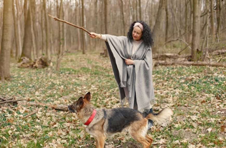 dog training