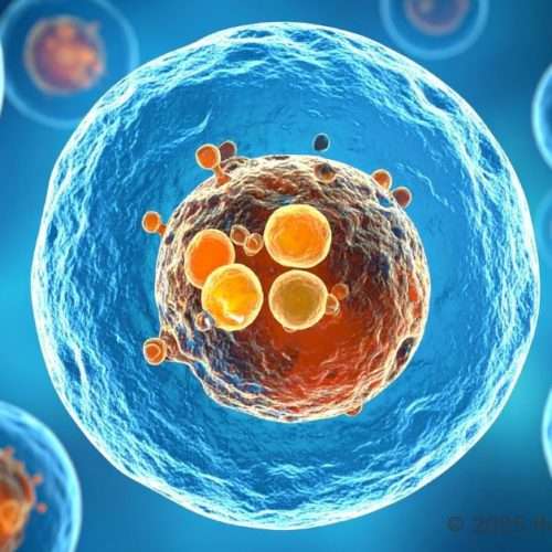 Stem Cell Therapy