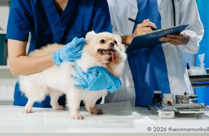 Animal Hospitals