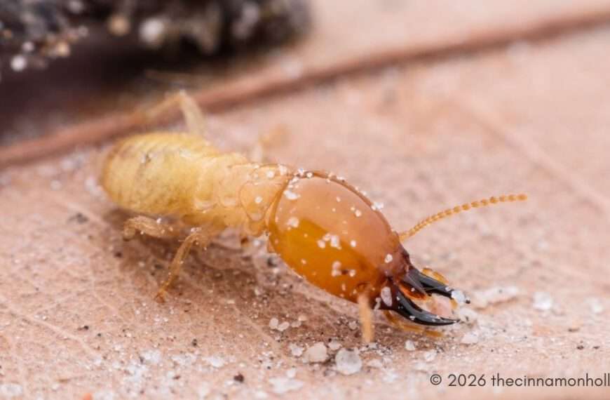 Termite
