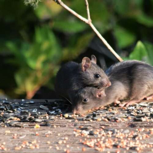 Pest Problem