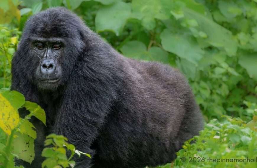 Gorilla Trekking Uganda Guide | PawMac Safaris Experience