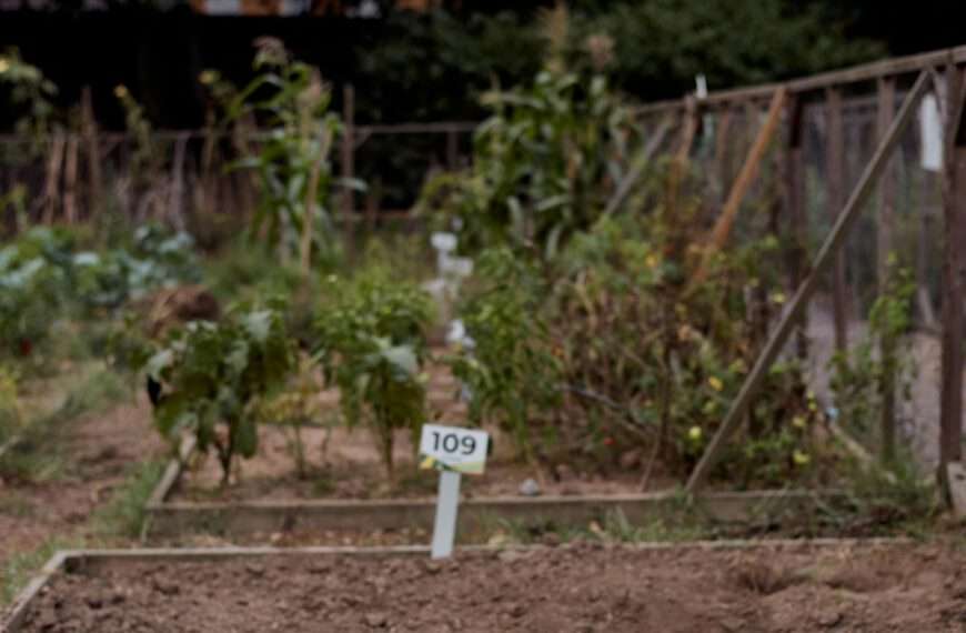 Passive Income Ideas For Spare Plots Of Land