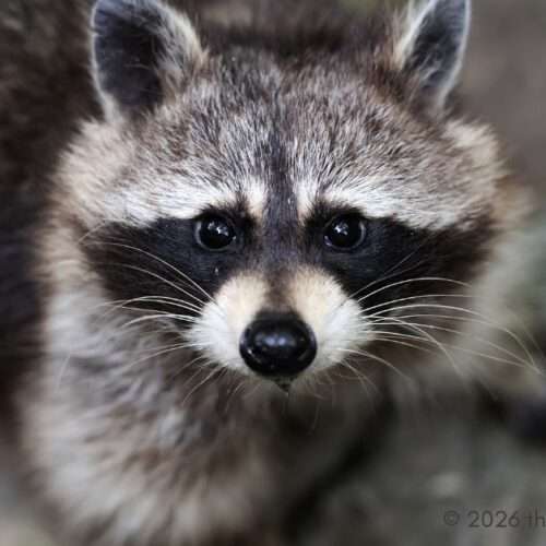wildlife removal - racoon
