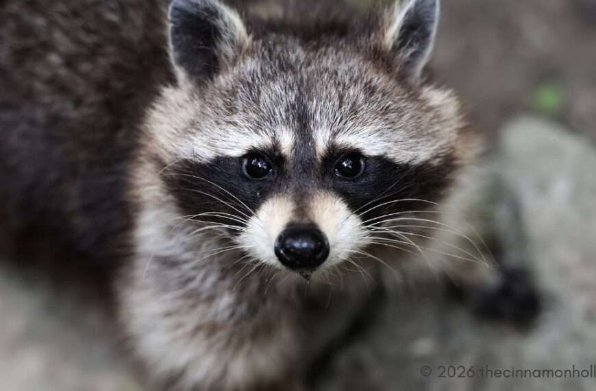 wildlife removal - racoon