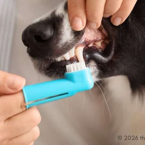 Dental Care At Veterinary Hospitals