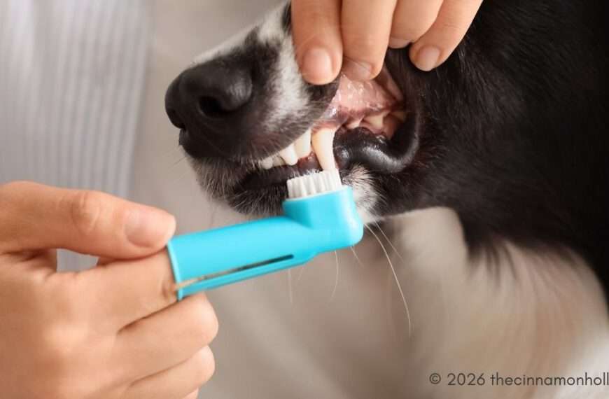 Dental Care At Veterinary Hospitals