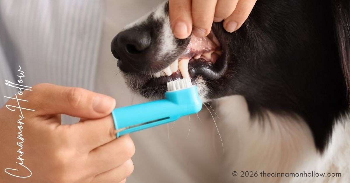 Dental Care At Veterinary Hospitals
