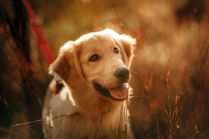 dog breeds