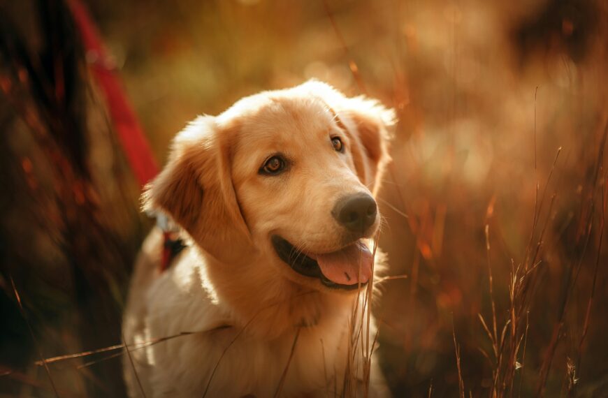dog breeds