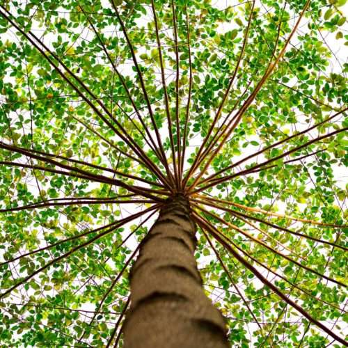 tree