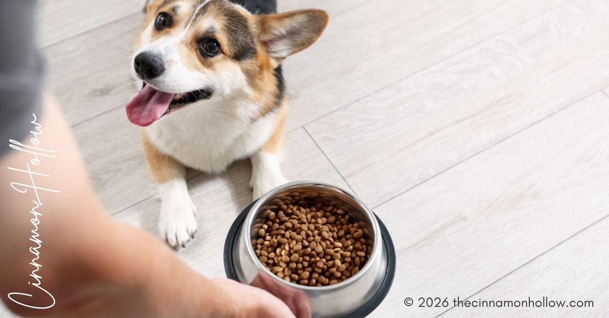 prescription diet for pets - Nutrition Counseling At Animal Clinics