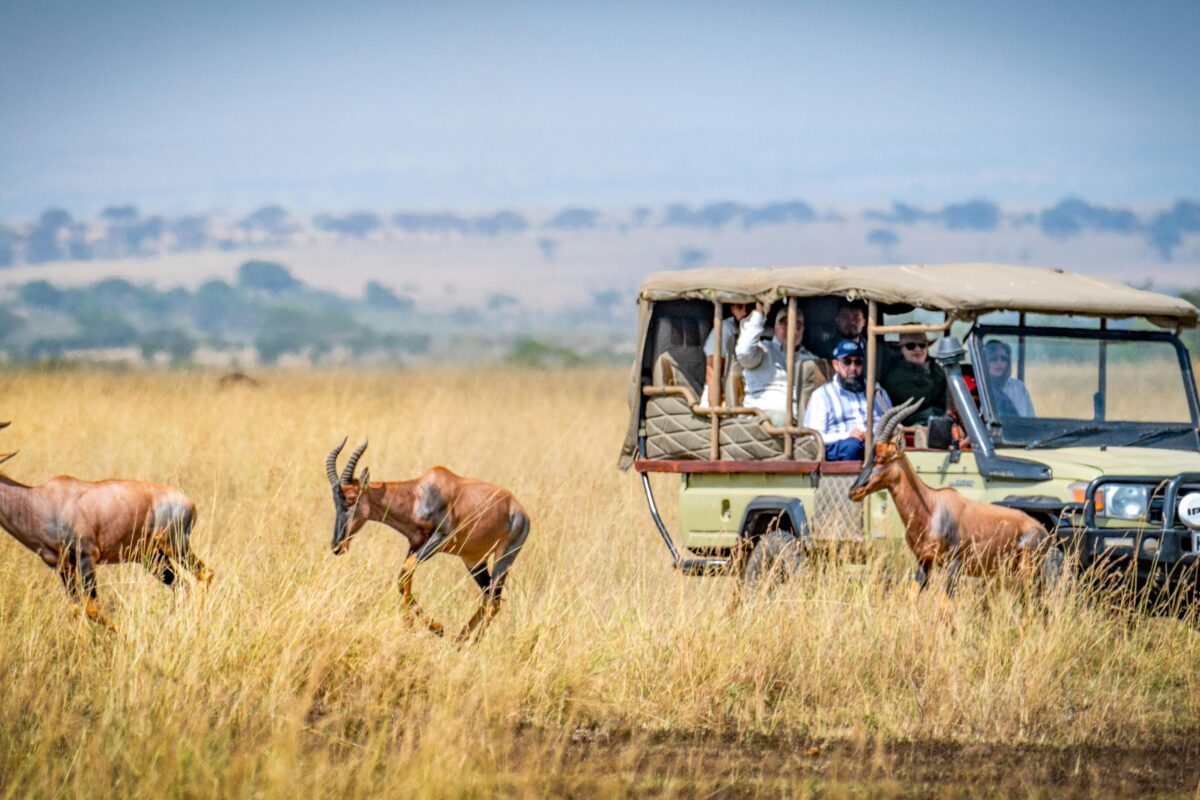 Safari In Africa