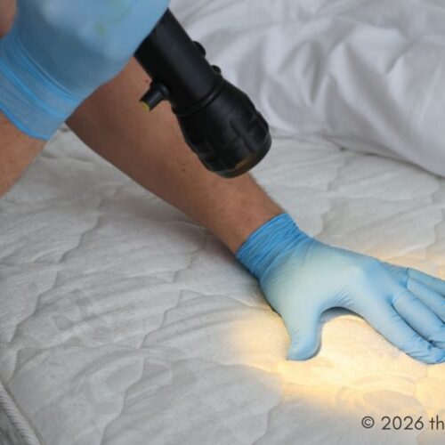 bed bugs