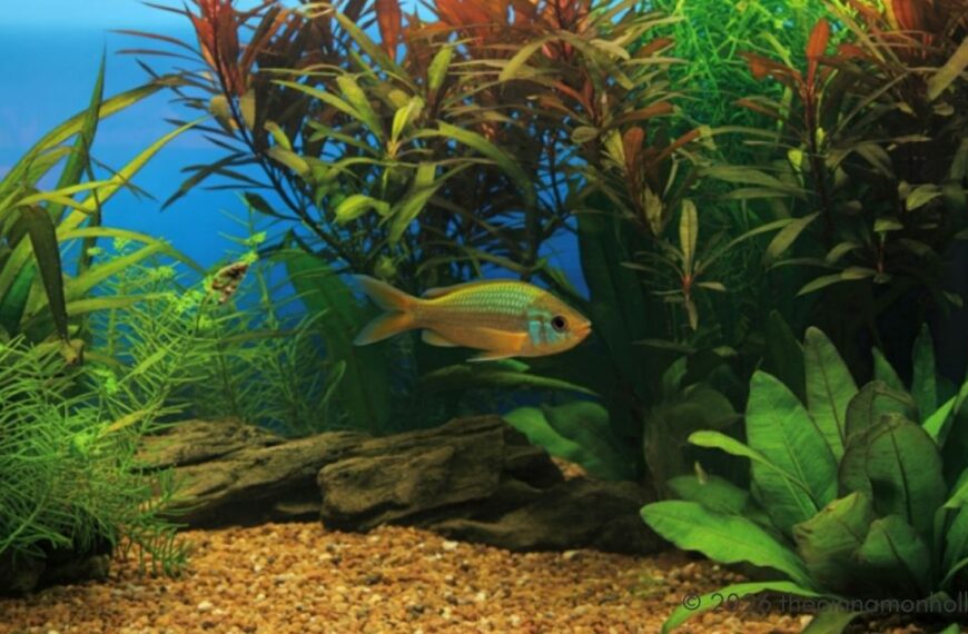 Home Aquarium