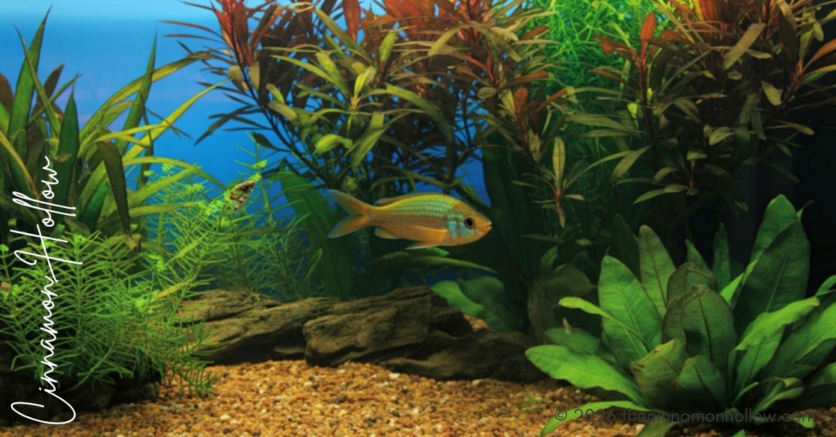 Home Aquarium