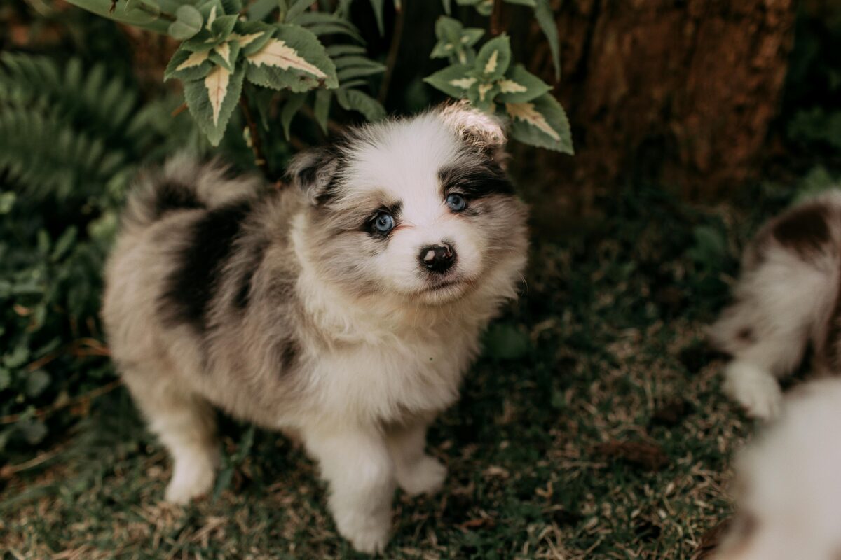 gradual changes in pets