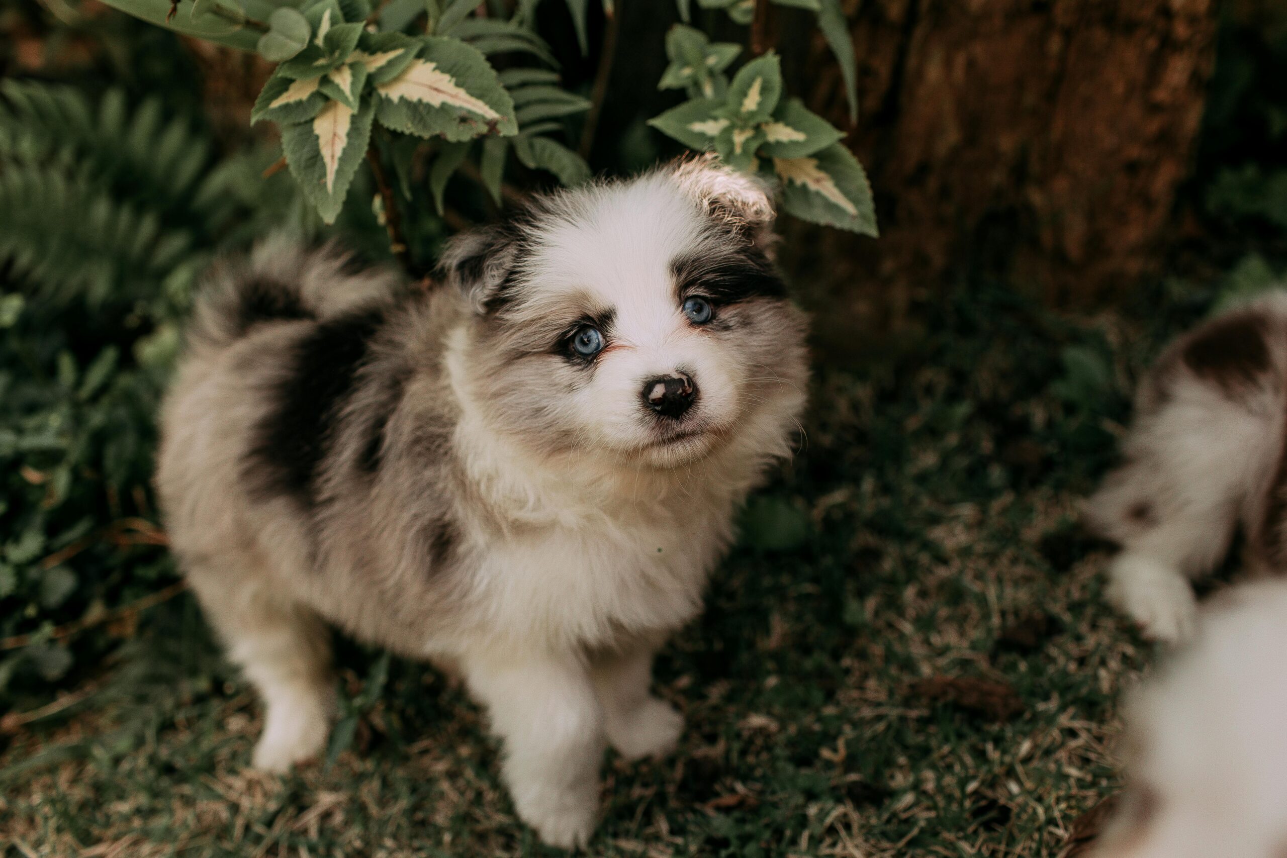 gradual changes in pets