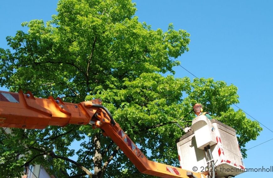 tree trimming -Seattle Tree Company