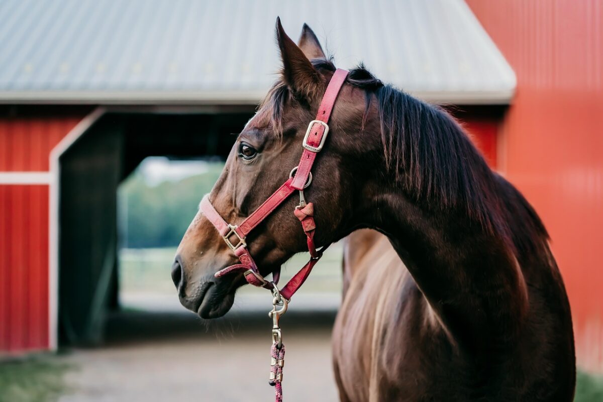 profile view of horse - Vitamin and Mineral Supplements for Horses
