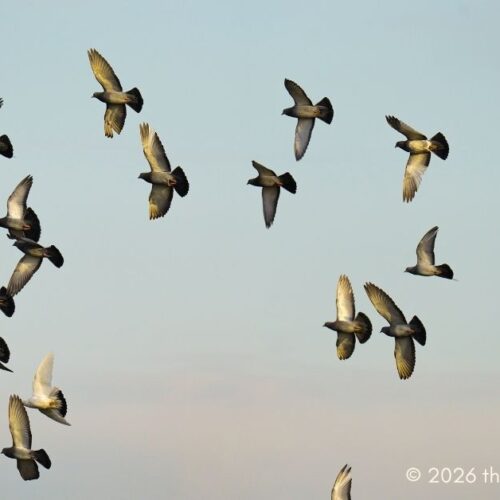 Bird Control