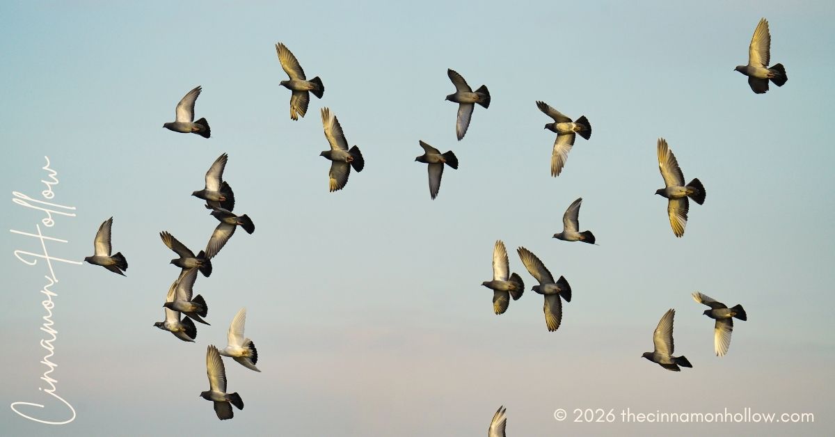 Bird Control