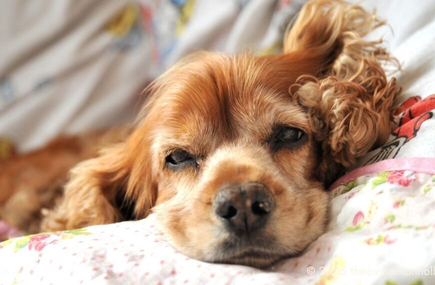Cocker Spaniel