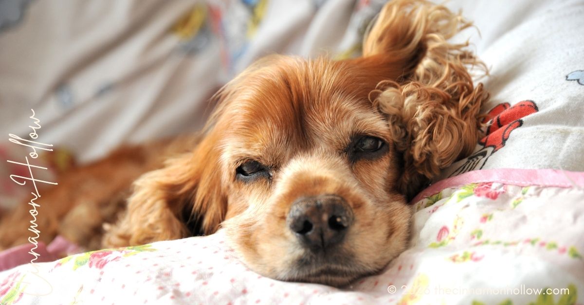 Cocker Spaniel