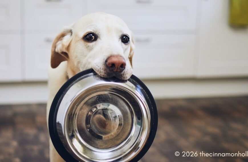 Vet Clinics Provide Tailored Nutrition And Weight Management Plans