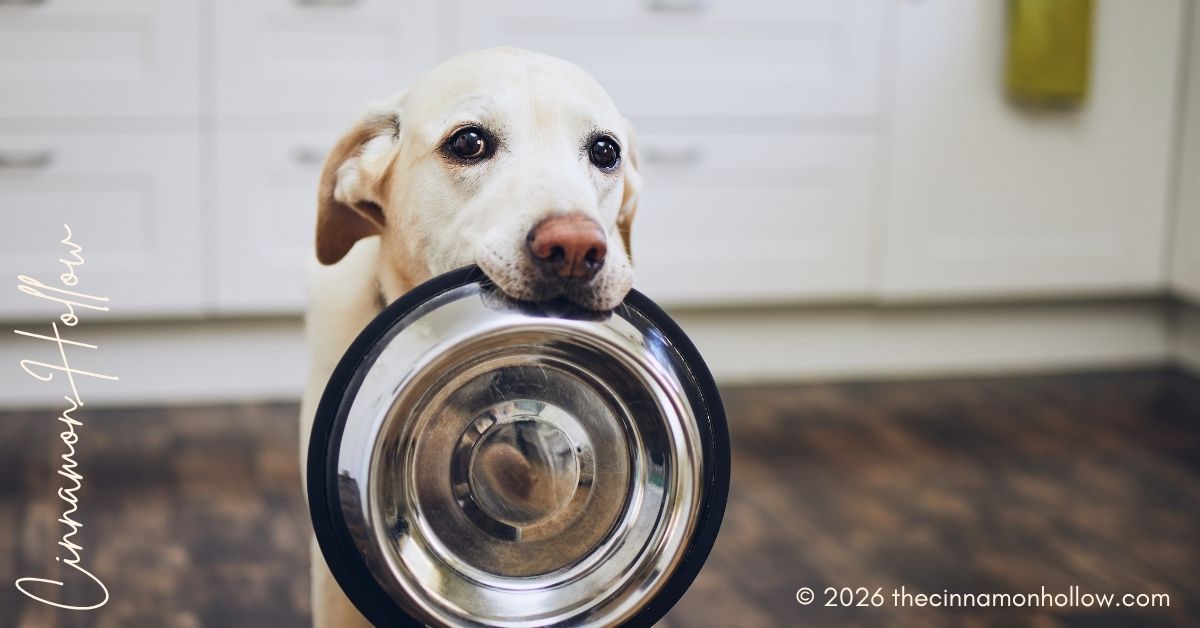 Vet Clinics Provide Tailored Nutrition And Weight Management Plans