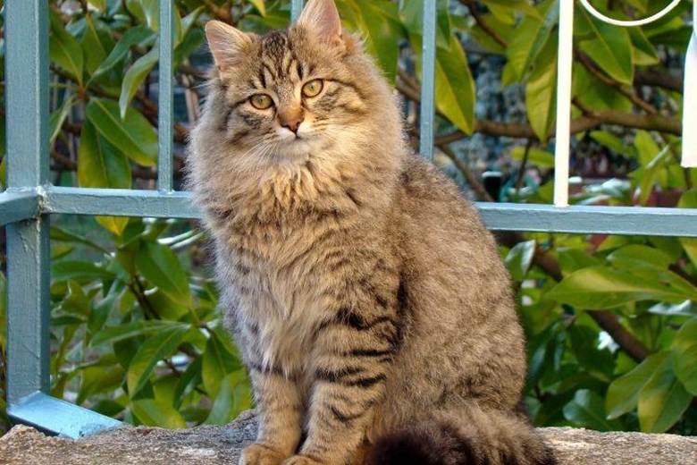 cat - picky cats