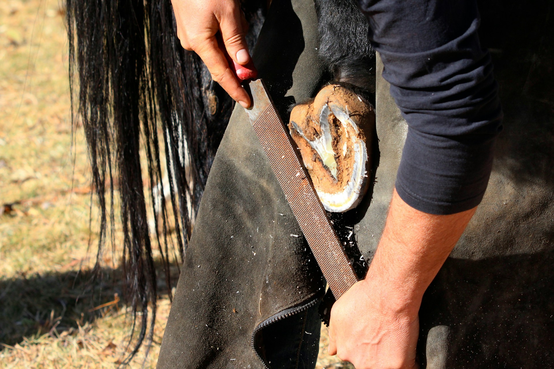 Vitamin and Mineral Supplements for Horses