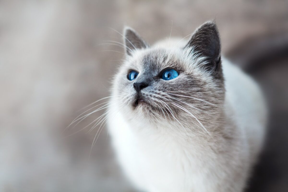 cat - How To Treat Every Animal
