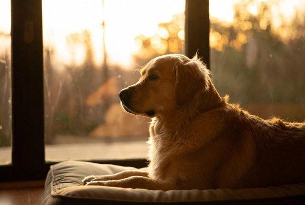Finding Comfort After Pet Loss Through Spiritual Connection