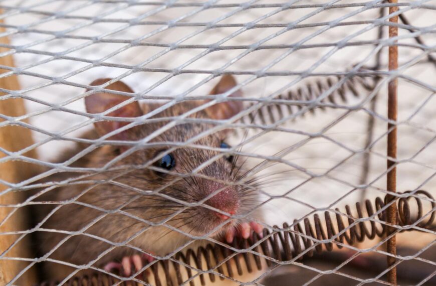 Defense Against Pests