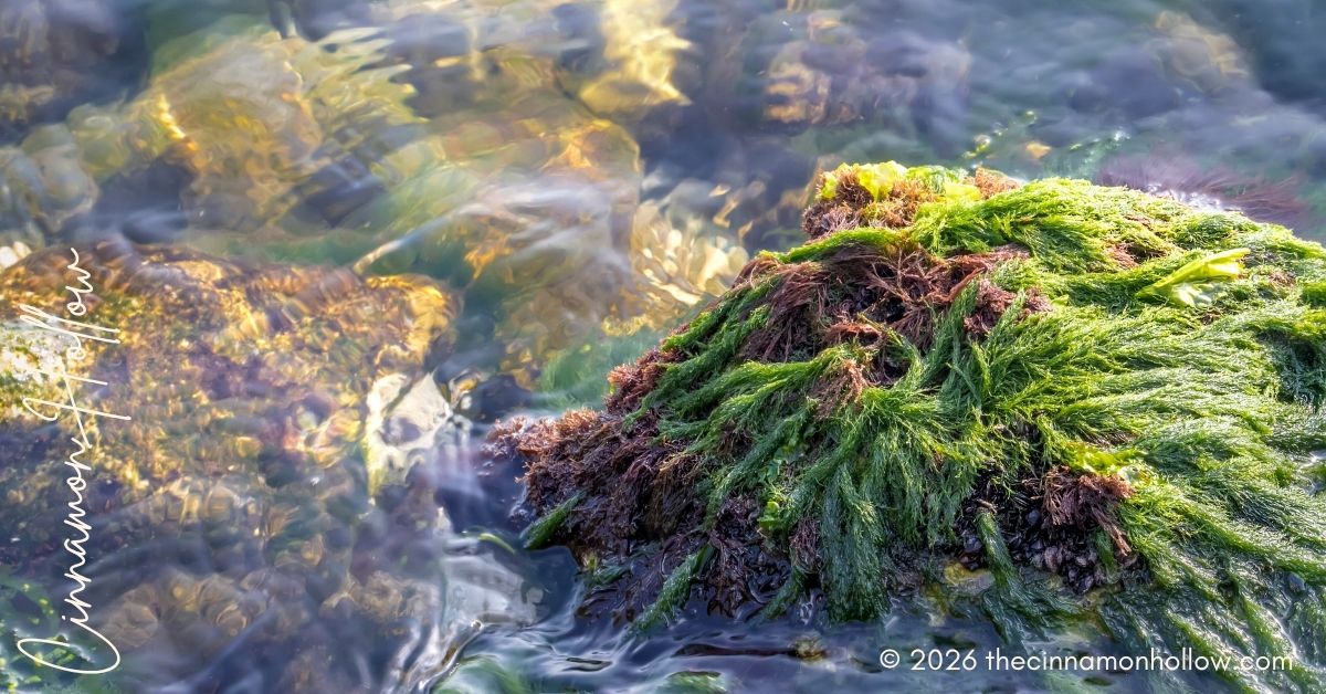 Sea Moss