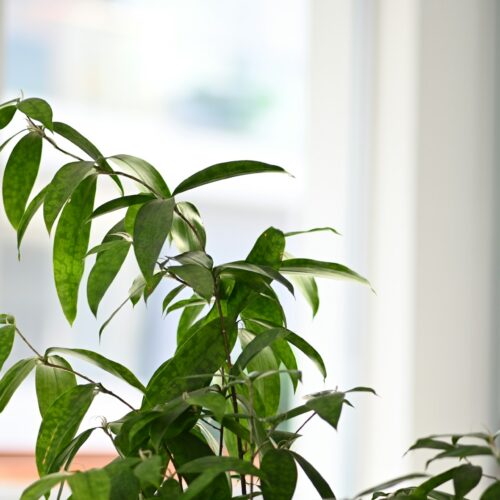 improve indoor air quality
