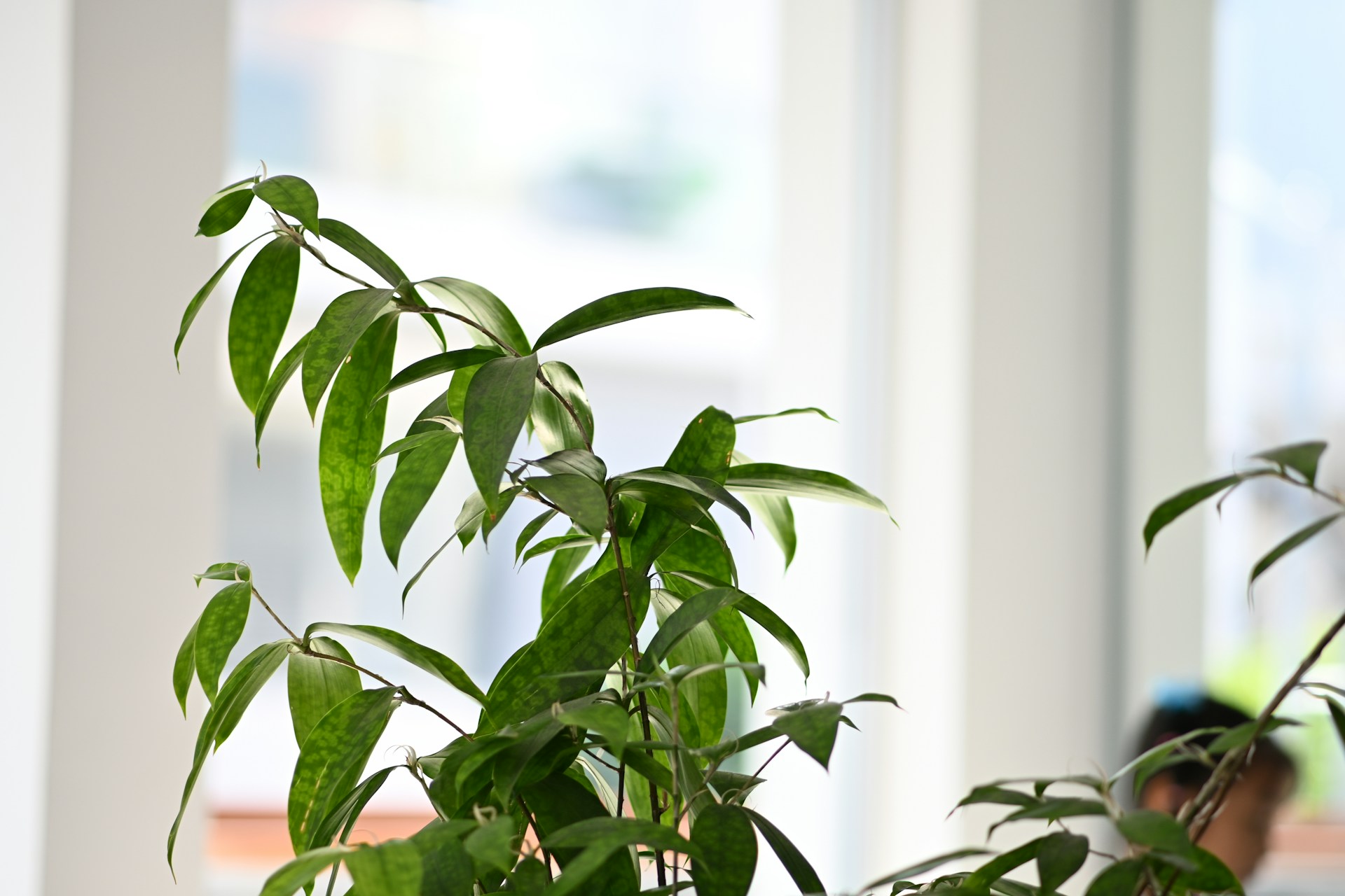 improve indoor air quality