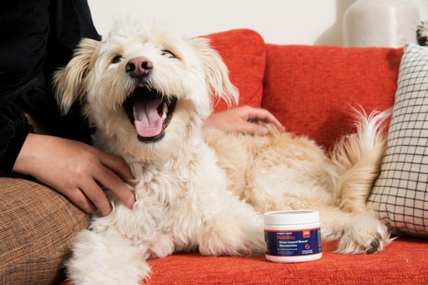 dog with supplements