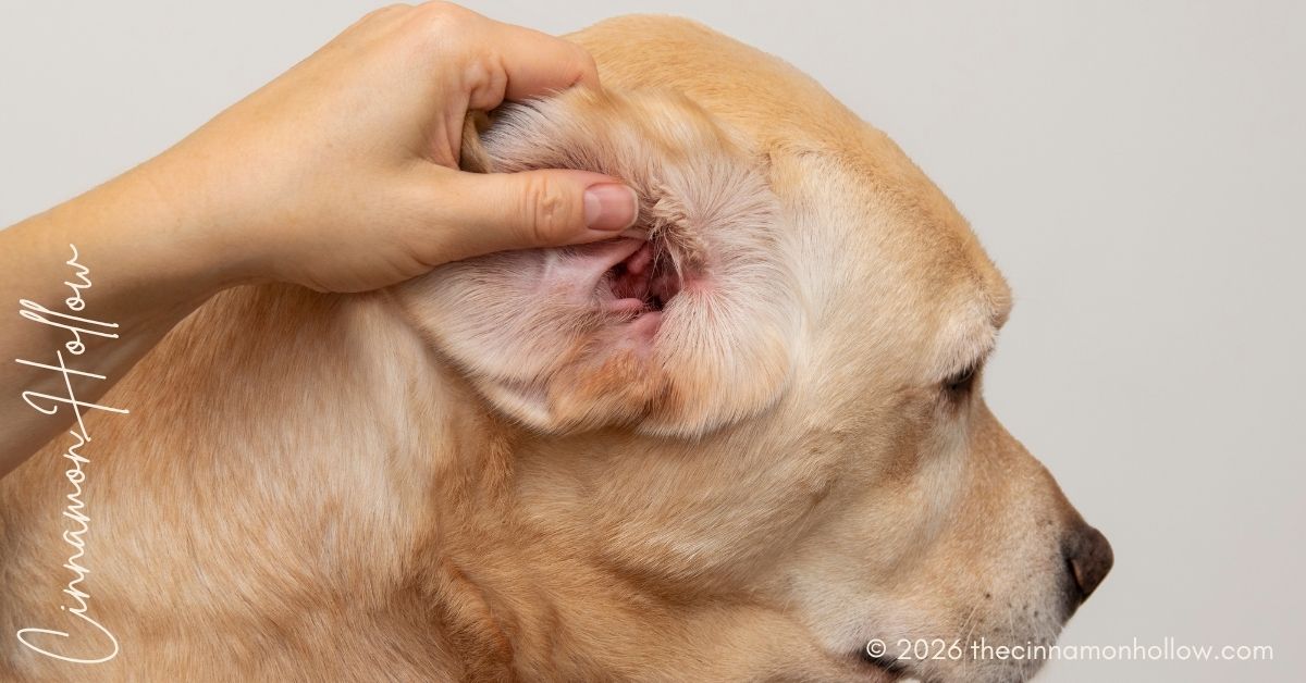 prevent yeast infections in dogs' ears
