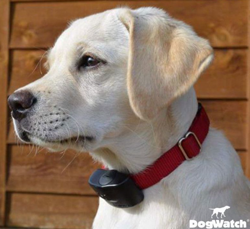 dog wearing DogWatch