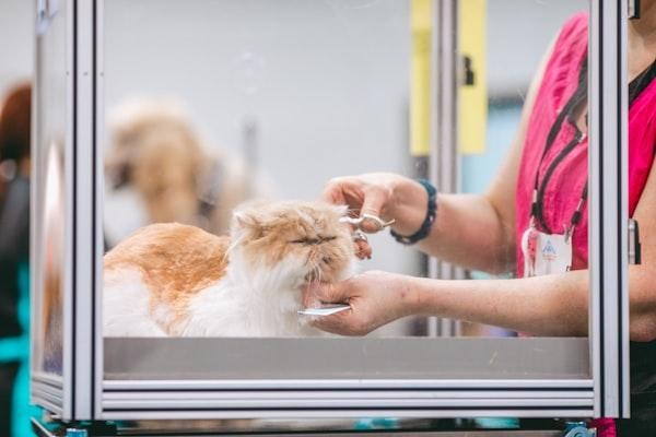 groomer and cat - Finding a Trusted Vet for Stress-Free Pet Care