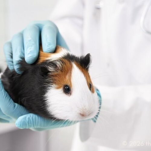 Routine Checkups For Small Pets