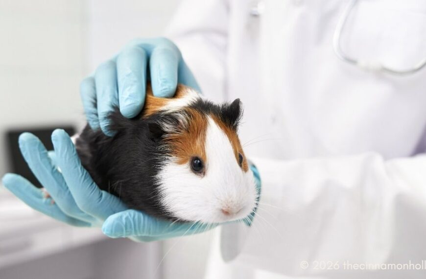 Routine Checkups For Small Pets